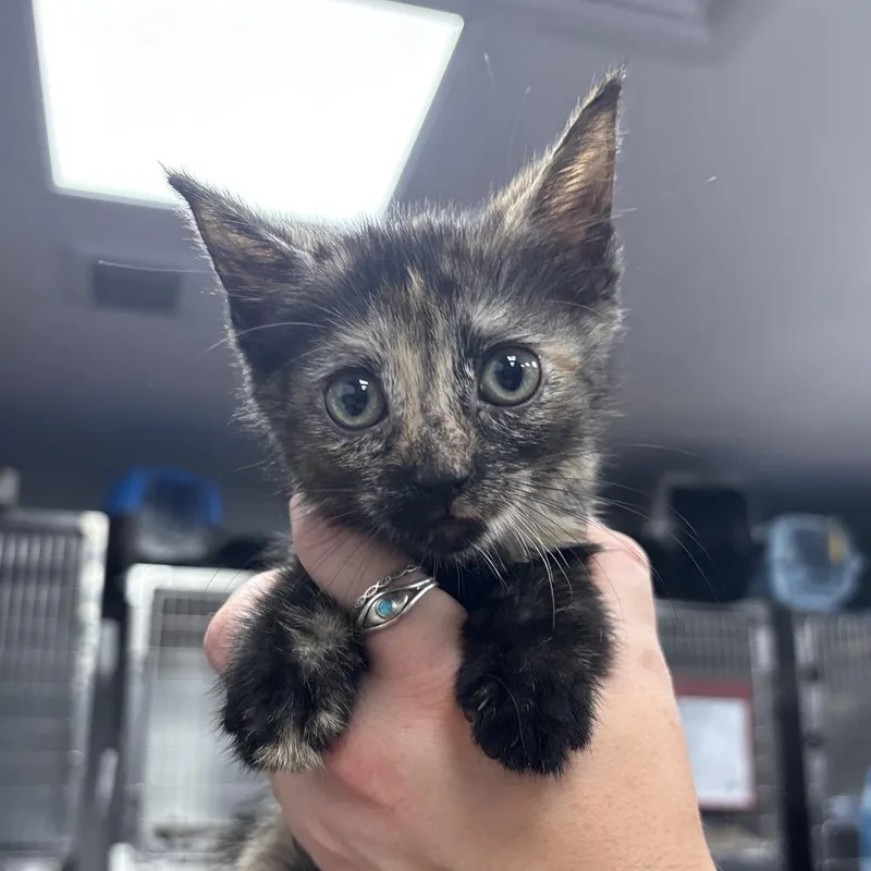 A baby small-sized female Tortoiseshell Domestic Short Hair cat named Petunia for adoption in Perkiomenville, PA