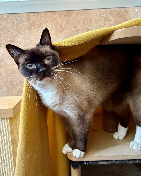 A senior small-sized female Domestic Short Hair cat named Lito for adoption in Novato, CA