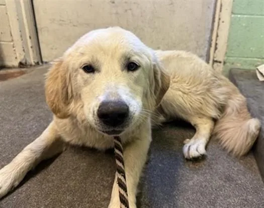 A young large-sized female Golden Retriever dog named Pinky for adoption in Sacramento, CA
