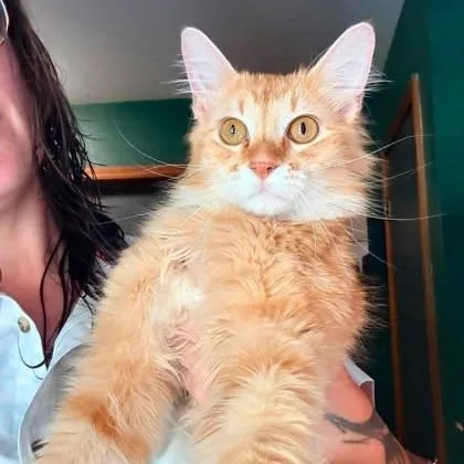 A young medium-sized male Orange & White Domestic Long Hair cat named Mr. Spicy Pickles for adoption in Warr Acres, OK