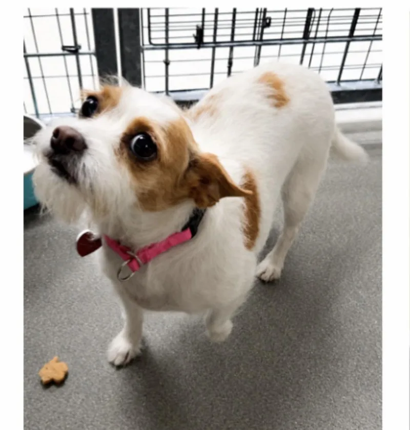 An adult small-sized female Cavalier King Charles Spaniel dog named Carrot for adoption in Copiague, NY