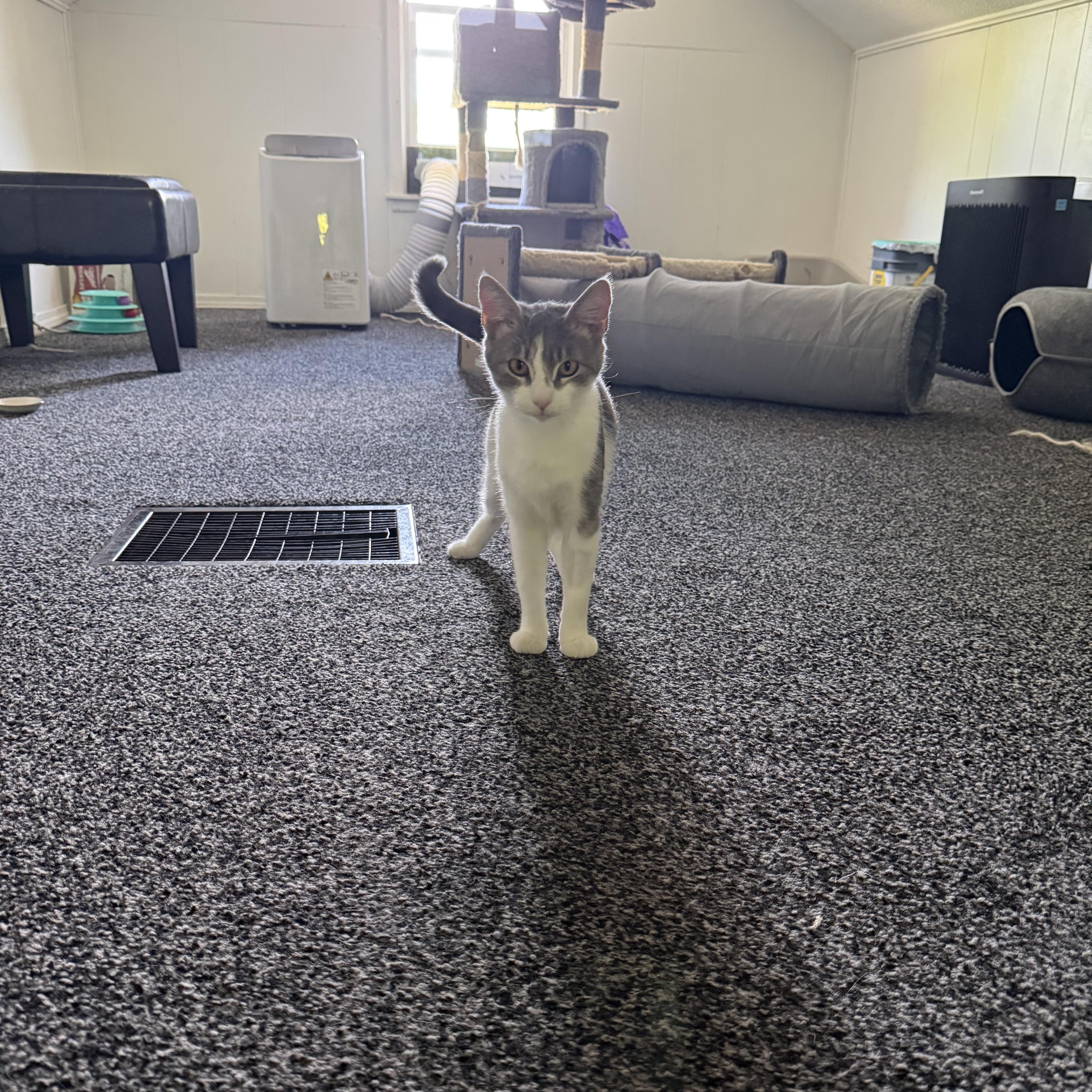 An adult medium-sized female Tabby (Gray / Blue / Silver) Domestic Short Hair cat named Denali for adoption in Roseville, MN