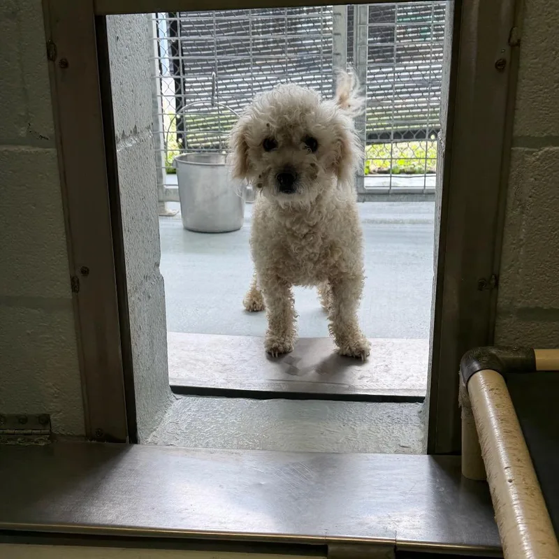 An adult small-sized male White / Cream Standard Poodle dog named Scooby for adoption in Bastrop, TX