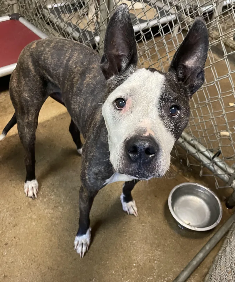 An adult medium-sized male White / Cream Staffordshire Bull Terrier dog named Prinz OWNER REDEEMED for adoption in Canton, OH