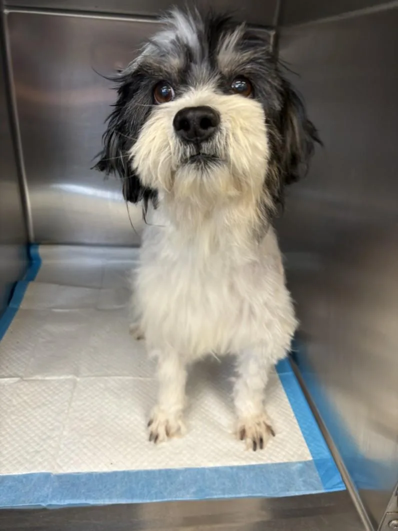 An adult medium-sized male Shih Tzu dog named A for adoption in Olivehurst, CA