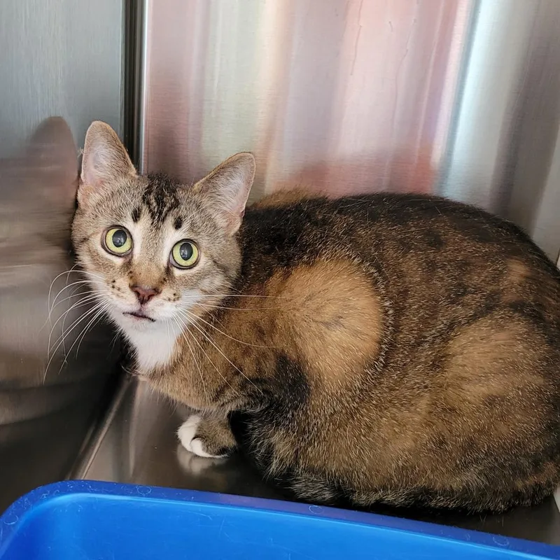 An adult small-sized female Brown / Chocolate Domestic Short Hair cat named Wren for adoption in Nashville, IN