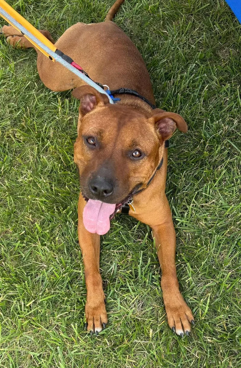 A young medium-sized female Red / Chestnut / Orange Pit Bull Terrier dog named CeCe for adoption in Blue Island, IL