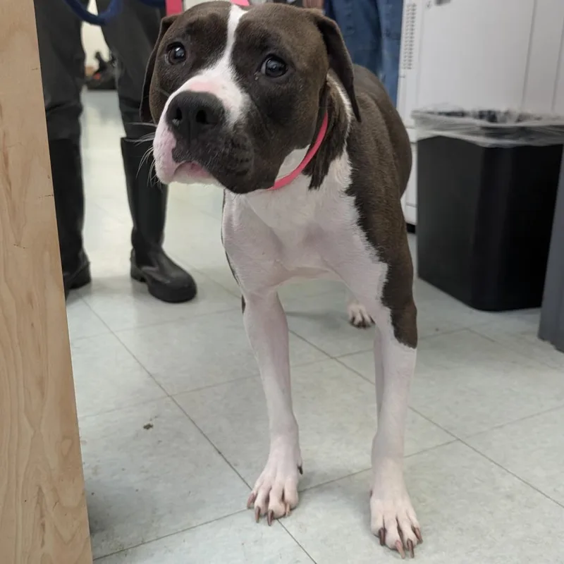 An adult medium-sized female Brown / Chocolate Mixed Breed dog named Dezzie for adoption in Philadelphia, PA
