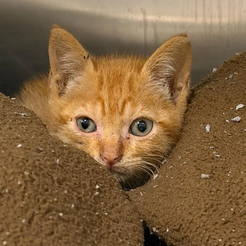 A baby small-sized female Orange / Red Domestic Short Hair cat named Crosby for adoption in League City, TX