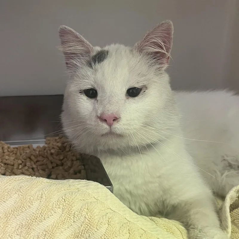 An adult small-sized male White Domestic Short Hair cat named 71000 for adoption in Harrisonburg, VA