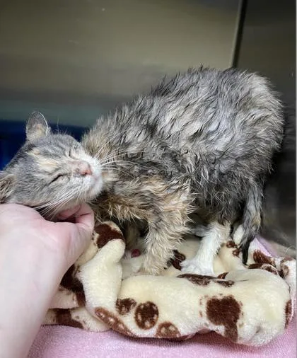 A baby small-sized female Domestic Short Hair cat named Ice Cream for adoption in Bloomsburg, PA