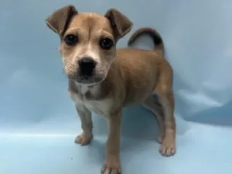 A baby small-sized female Pit Bull Terrier dog named Delilah for adoption in Golden Valley, MN
