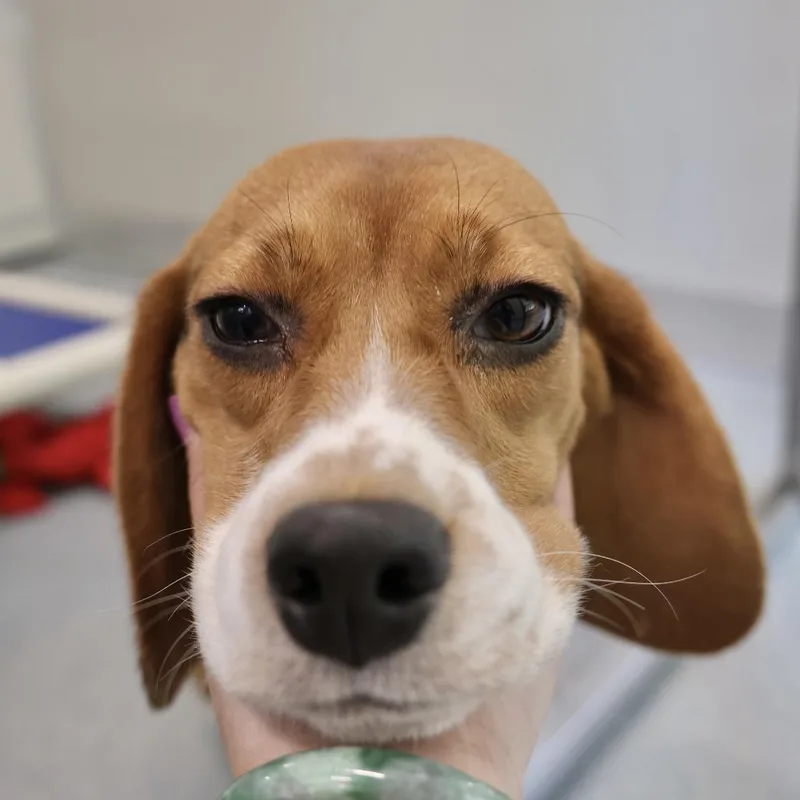 An adult small-sized female Brown / Chocolate Beagle dog named Black Jack for adoption in Briarcliff Manor, NY