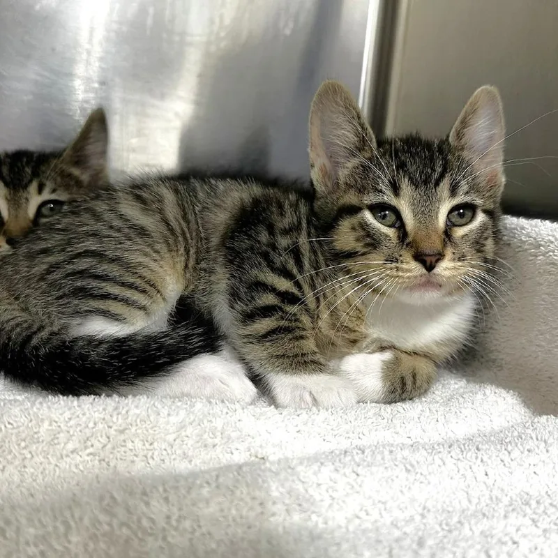A baby small-sized female Brown / Chocolate Domestic Short Hair cat named Susan for adoption in Warrensburg, MO