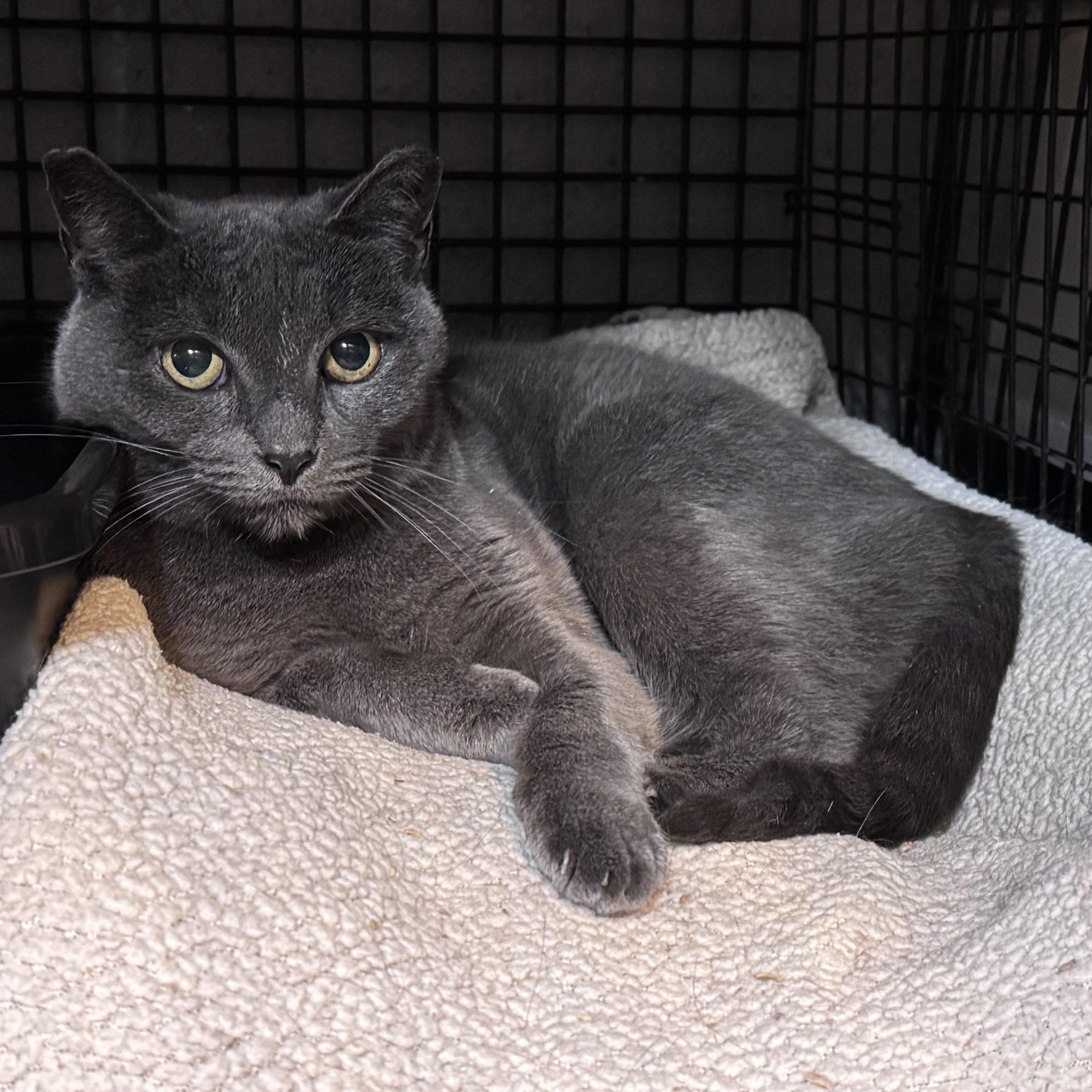 A young medium-sized female Domestic Short Hair cat named Claire for adoption in Newburgh, NY