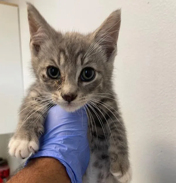 A baby small-sized male Domestic Short Hair cat named Sully for adoption in Oceanside, CA