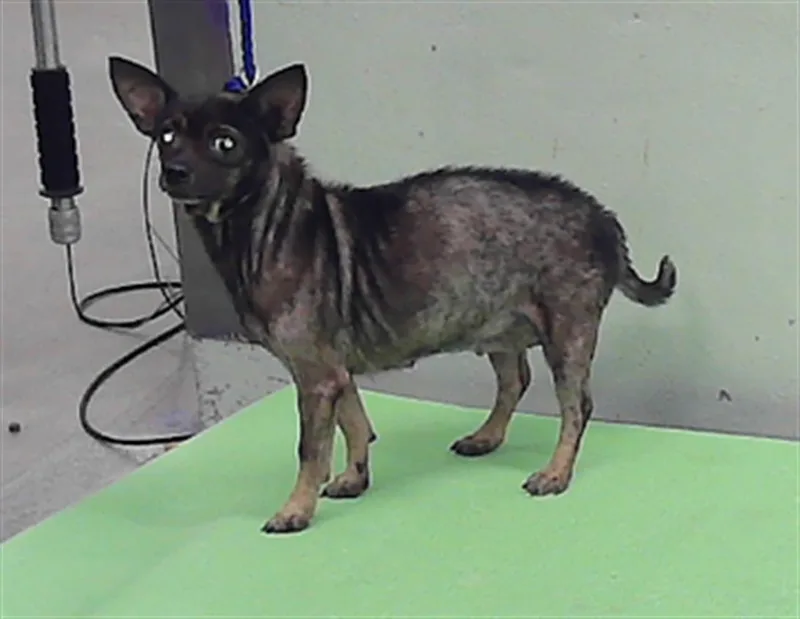 A senior small-sized female Chihuahua dog named Beba for adoption in Houston, TX