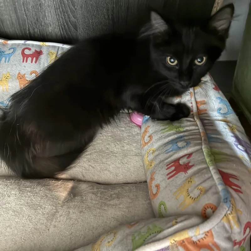 A baby medium-sized female Black Domestic Long Hair cat named Squirt for adoption in Bonners Ferry, ID