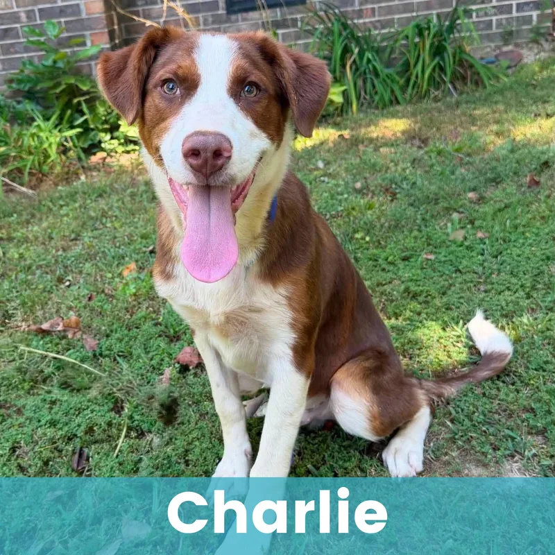 Charlie thumbnail 4