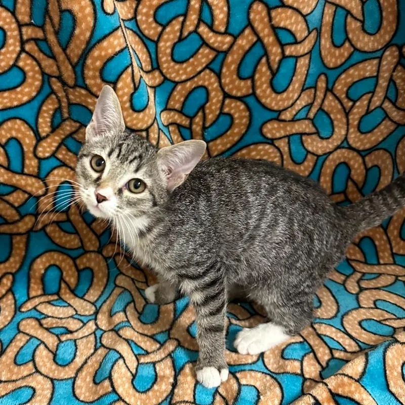 A baby small-sized female Domestic Short Hair cat named Banana Pepper for adoption in Newberg, OR