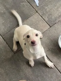 Green Collar thumbnail 2