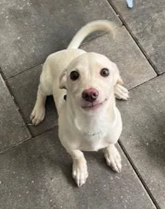 Green Collar thumbnail 4