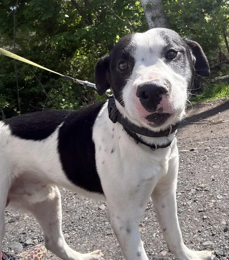 A young medium-sized male Terrier dog named Oreo for adoption in Kutztown, PA