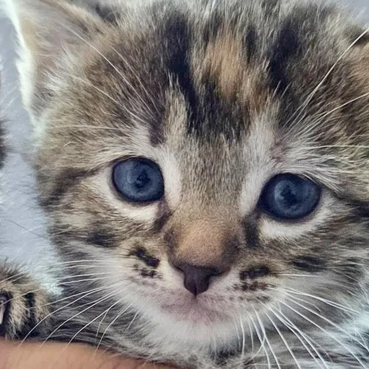 A baby small-sized female Brown / Chocolate Domestic Short Hair cat named Ariel for adoption in Mount Juliet, TN