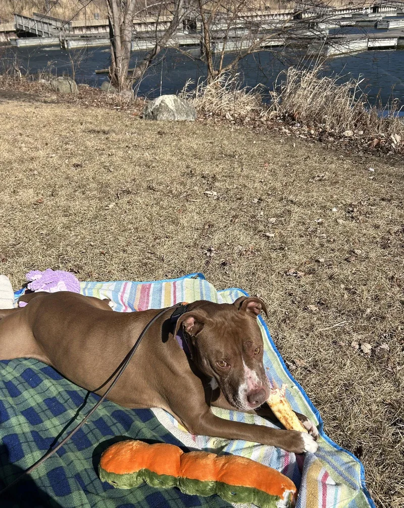 An adult large-sized female American Staffordshire Terrier dog named Allie for adoption in Island Lake, IL