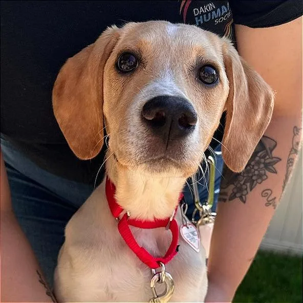 A baby medium-sized male Yellow / Tan / Blond / Fawn Labrador Retriever dog named Junior for adoption in Springfield, MA