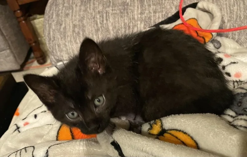 A baby small-sized male Black Domestic Short Hair cat named Adama for adoption in Evansville, IN
