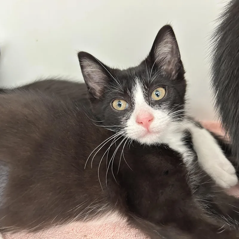A baby medium-sized female Black & White / Tuxedo Tuxedo cat named EKat  of for adoption in La Grange Park, IL