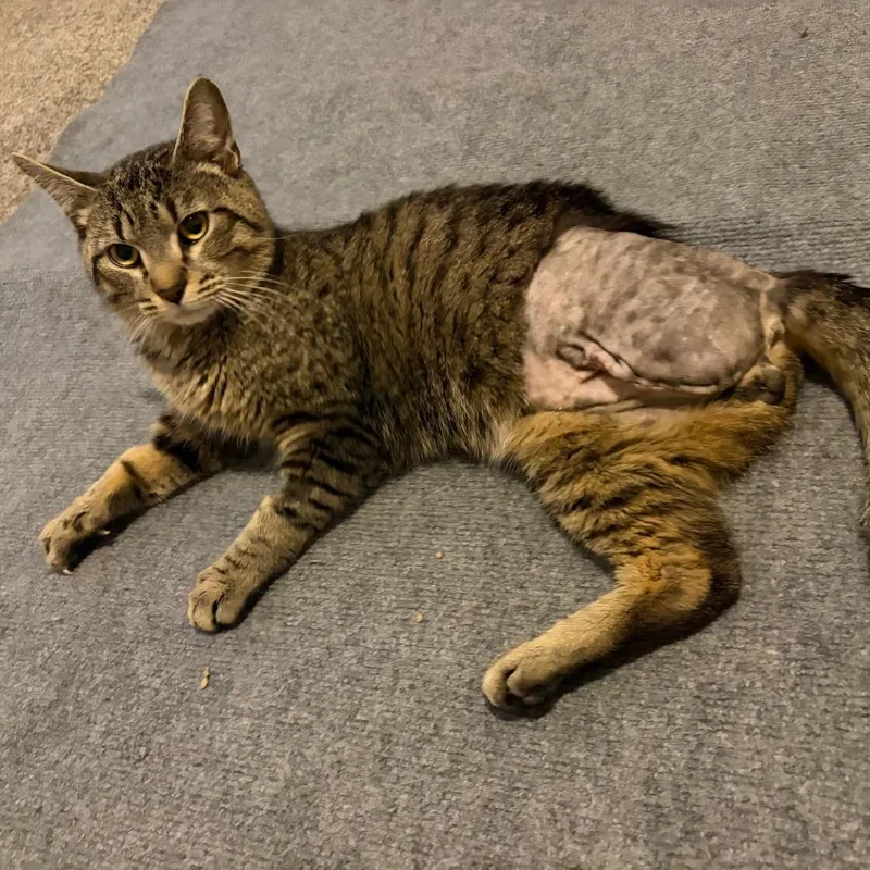 A young medium-sized male Brown / Chocolate Domestic Short Hair cat named Limp Biscuit C for adoption in Minnetonka, MN