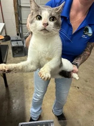 An adult small-sized male Domestic Short Hair cat named Eleven for adoption in Gainesville, FL