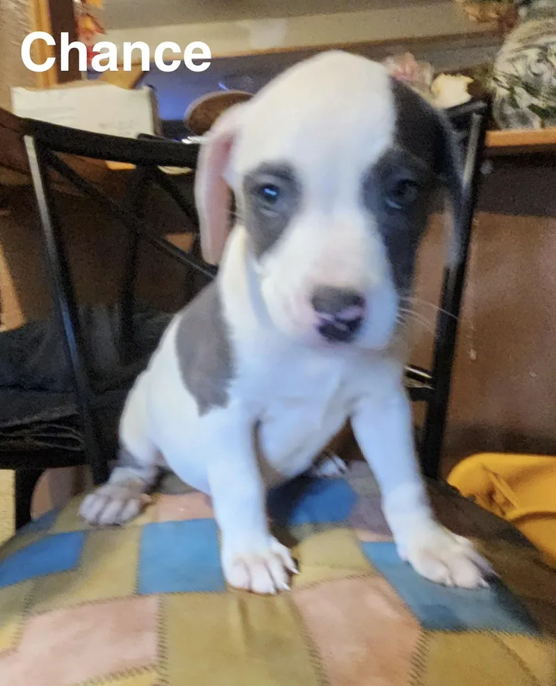 A baby medium-sized male American Staffordshire Terrier dog named Chance for adoption in Manchester, CT