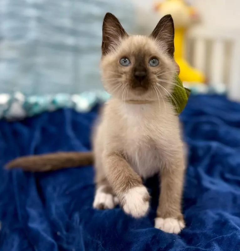 Gus Meowsers