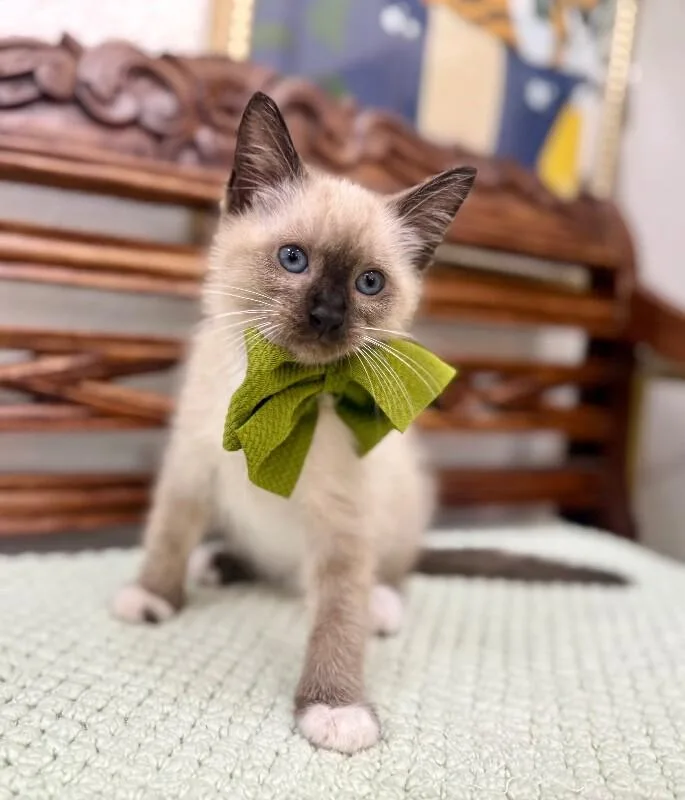 Gus Meowsers thumbnail 2