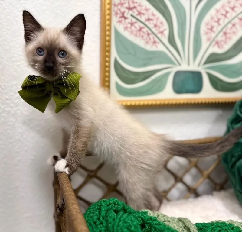 Gus Meowsers thumbnail 3