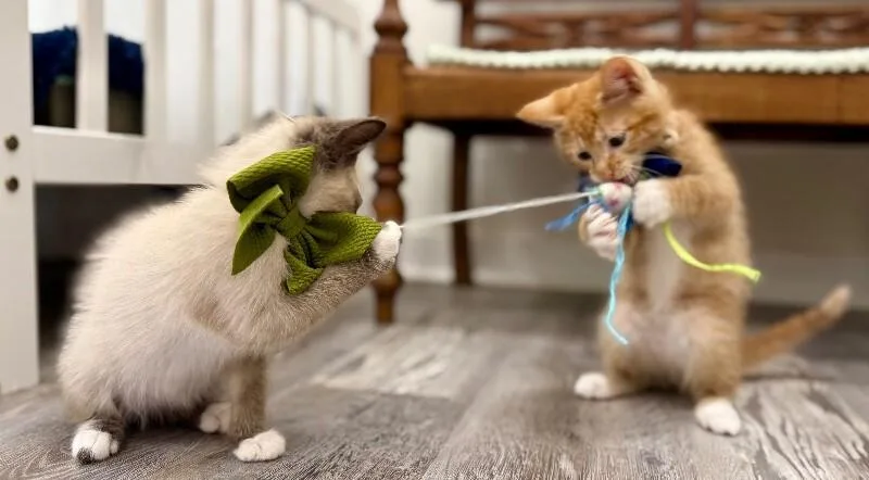 Gus Meowsers thumbnail 4