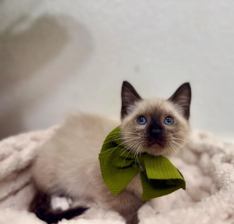 Gus Meowsers thumbnail 5
