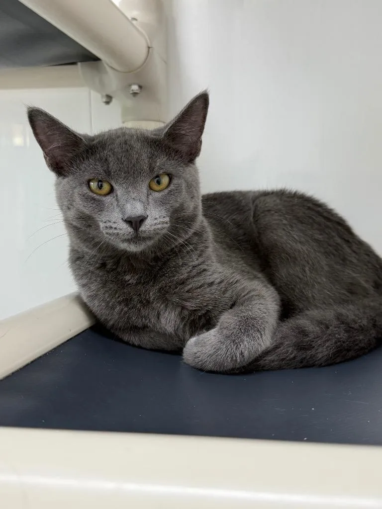 A baby small-sized female Domestic Short Hair cat named Cersei for adoption in Glenfield, NY