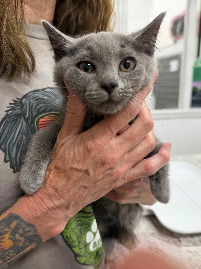 Cersei thumbnail 3