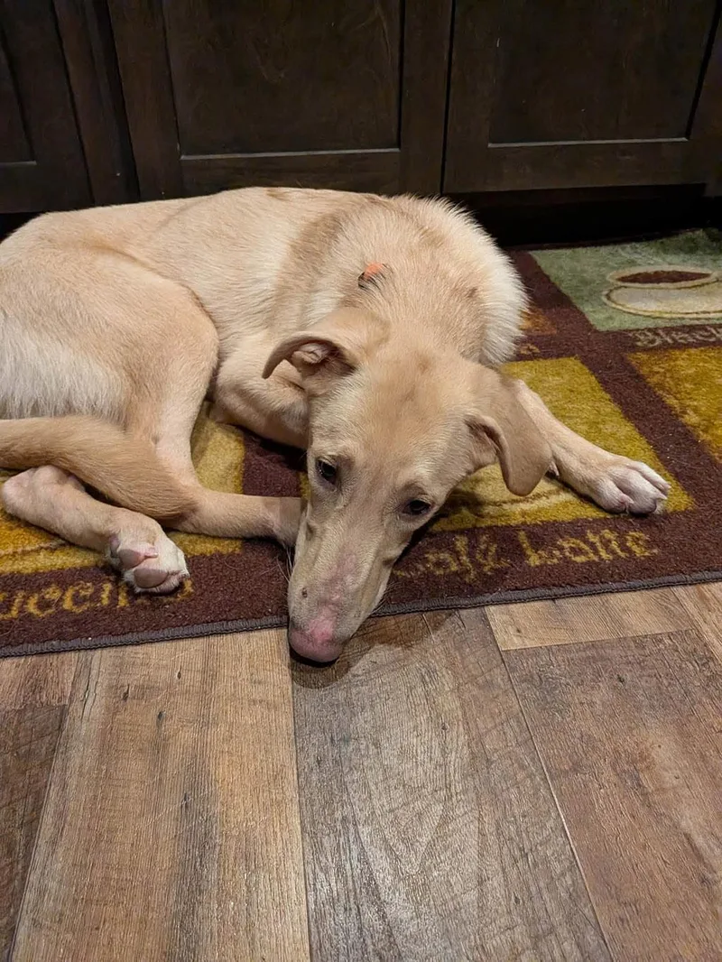 An adult large-sized female Yellow / Tan / Blond / Fawn Mixed Breed dog named Aella for adoption in Lake Saint Louis, MO