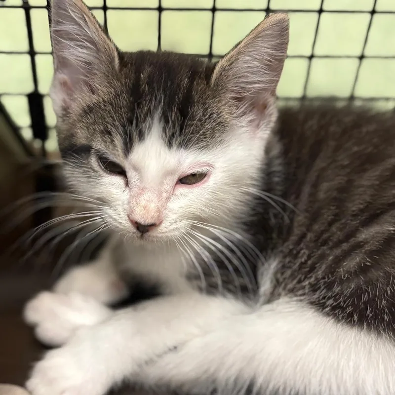 A baby small-sized female Brown / Chocolate Domestic Short Hair cat named Gizmo for adoption in Birdsboro, PA