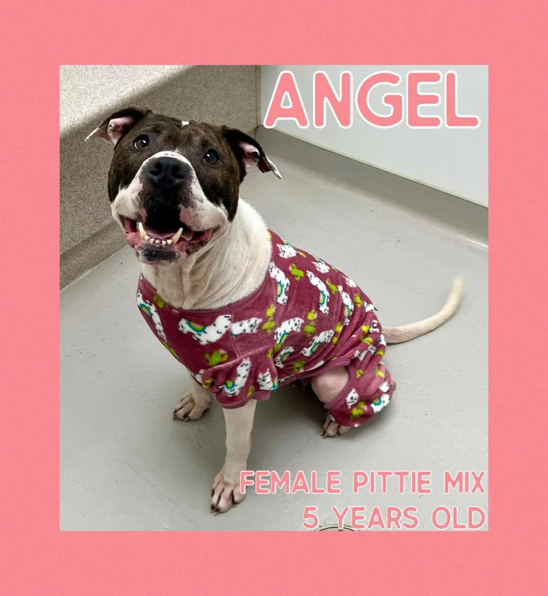 Angel