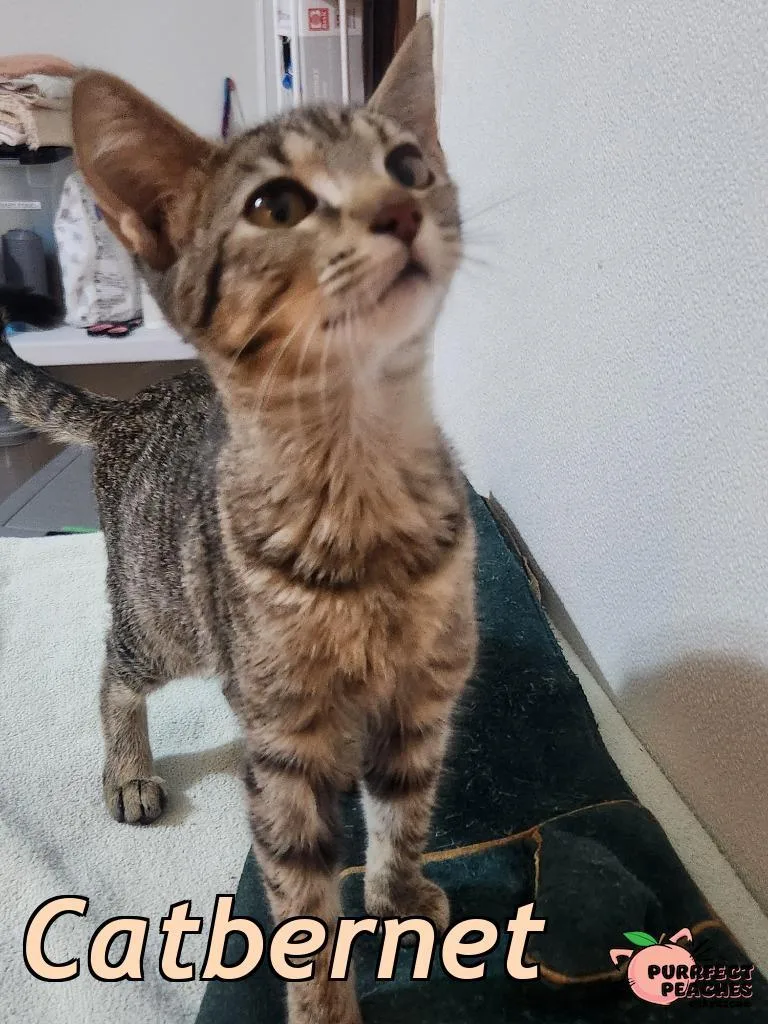 A baby medium-sized female Domestic Short Hair cat named Catbernet for adoption in Douglasville, GA