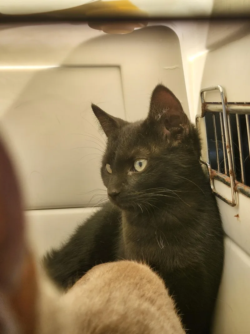 A baby small-sized male Black Domestic Short Hair cat named Pepsi Cola for adoption in East Brunswick, NJ