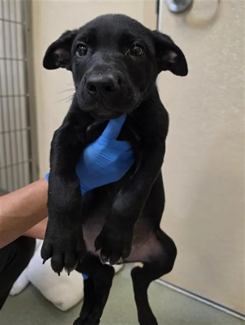 A baby small-sized male Australian Kelpie dog named Danny for adoption in South Lake Tahoe, CA