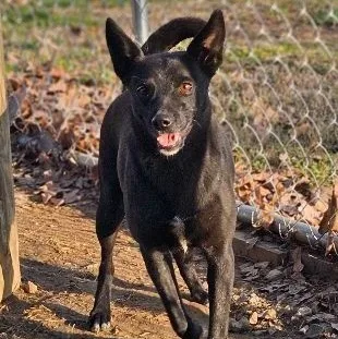 An adult medium-sized female Black Schipperke dog named Lottie for adoption in Athens, AL