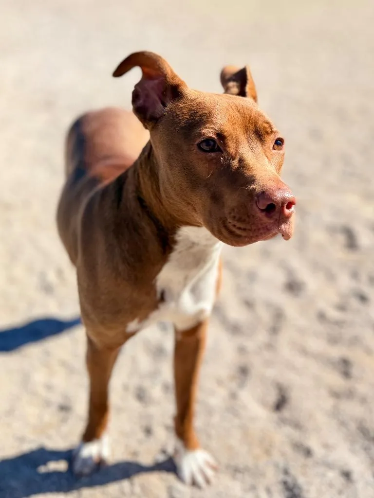 A baby medium-sized female Labrador Retriever dog named Sweet Pea for adoption in Muskegon, MI